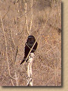 Drongo